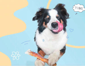 Pawstruck Makeover Work example thumbnail image: Photo of a dog licking it's lips, surrouned by playful illustrations.