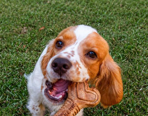 Work example thumbnail image: Photo of a dog in grass chewing on a dog chew.